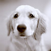 Bella at 5 months